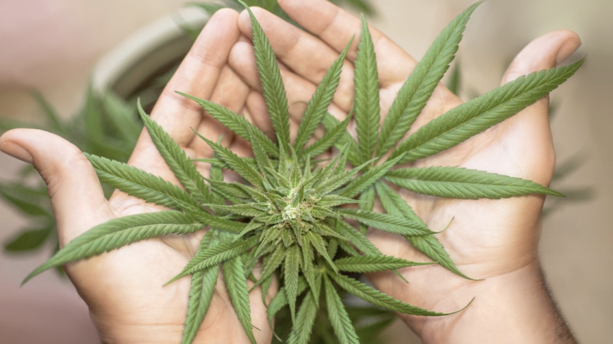 Productores piden al Gobierno la regulación del cannabis