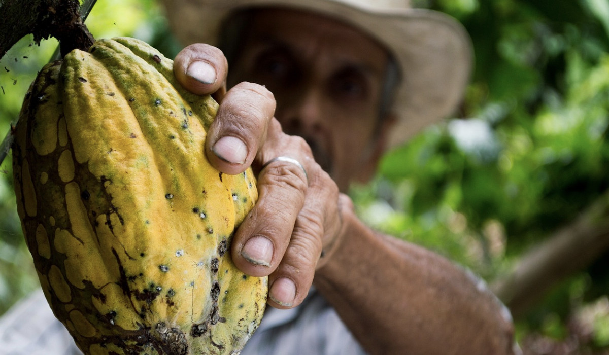 Cacao colombiano bajó su producción en 2022