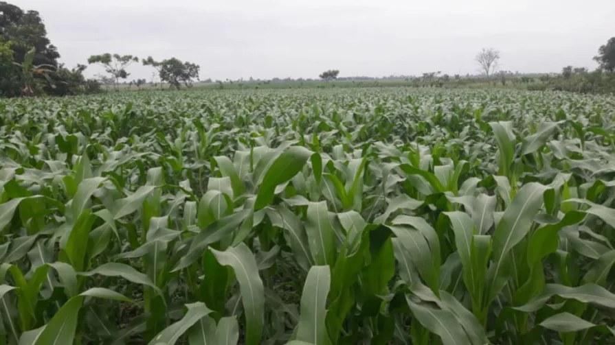 Por los altos precios de los fertilizantes químicos, los agricultores han optado por bajar el uso de la urea o reducir el área de cultivo.