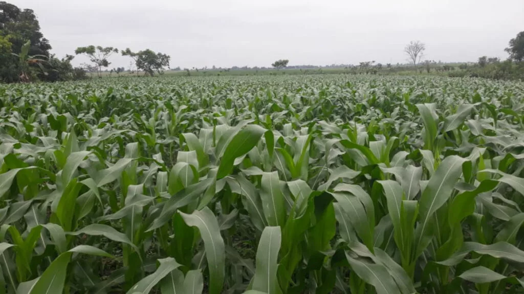 Por los altos precios de los fertilizantes químicos, los agricultores han optado por bajar el uso de la urea o reducir el área de cultivo.