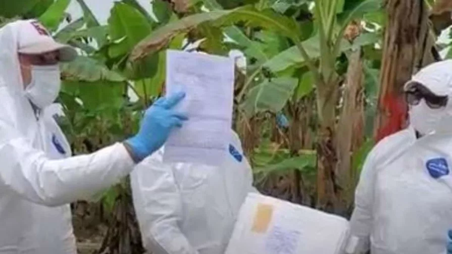 Cada especialista cuenta con una trayectoria de más de dos décadas en fitopatología, bioseguridad, prevención de brotes y plagas en países de América Latina y El Caribe.