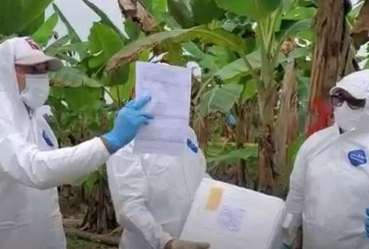 Cada especialista cuenta con una trayectoria de más de dos décadas en fitopatología, bioseguridad, prevención de brotes y plagas en países de América Latina y El Caribe.