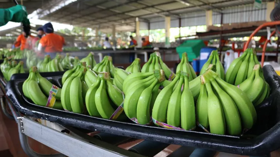 Más de $ 28 millones es el impacto en la industria bananera y camaronera nacional tras un mes del conflicto ruso-ucraniano.