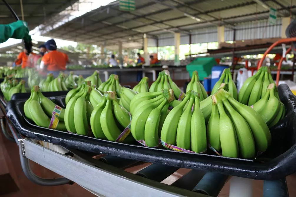 Más de $ 28 millones es el impacto en la industria bananera y camaronera nacional tras un mes del conflicto ruso-ucraniano.