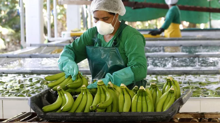 Ecuador del 100% de la producción el 95% se exporta, mientras que México solo exporta el 21% de su producción y el 79% lo consume localmente.