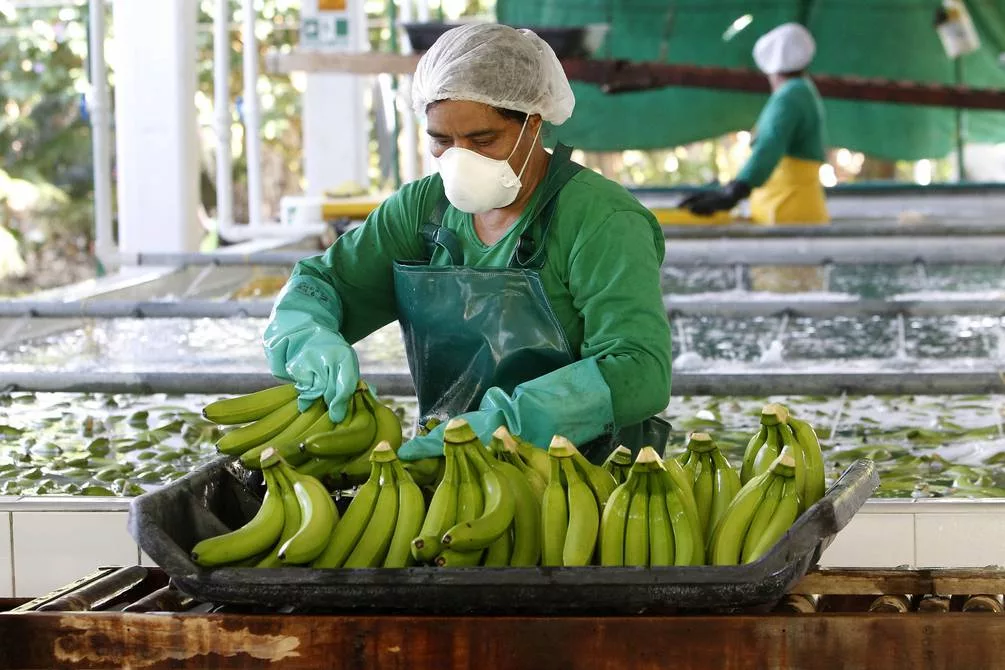 Ecuador del 100% de la producción el 95% se exporta, mientras que México solo exporta el 21% de su producción y el 79% lo consume localmente.