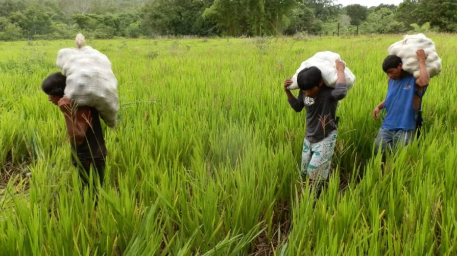 En comparación, la productividad en el agro es casi cinco veces menor que en el sector industrial manufacturero. En ese sector, cada trabajador genera $18.859 anuales, es decir, alrededor de $1.571. En la mitad de esas dos actividades está el comercio, el cual produce $7.230 al año por trabajador