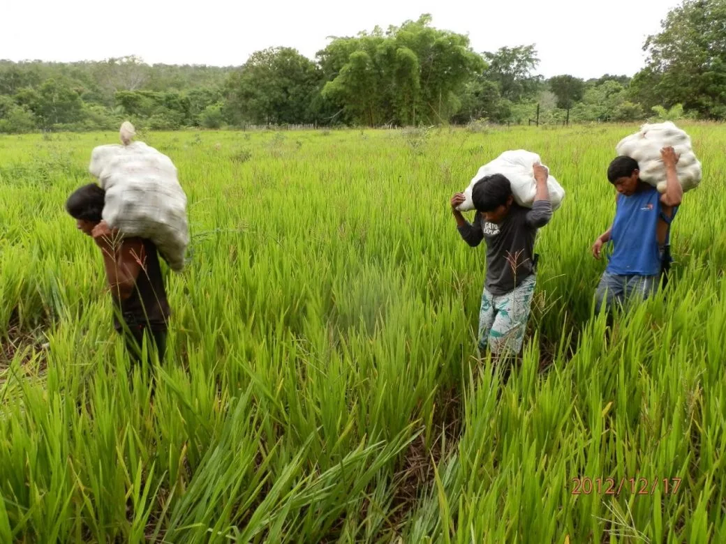 En comparación, la productividad en el agro es casi cinco veces menor que en el sector industrial manufacturero. En ese sector, cada trabajador genera $18.859 anuales, es decir, alrededor de $1.571. En la mitad de esas dos actividades está el comercio, el cual produce $7.230 al año por trabajador