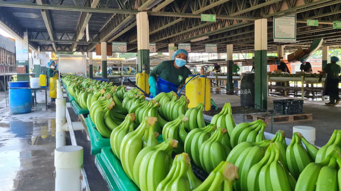 Las exportaciones de banano de enero a agosto del 2022 se ubicaron en 231,37 millones de cajas, un -9,01 % menor a lo exportado en el mismo periodo del 2021.