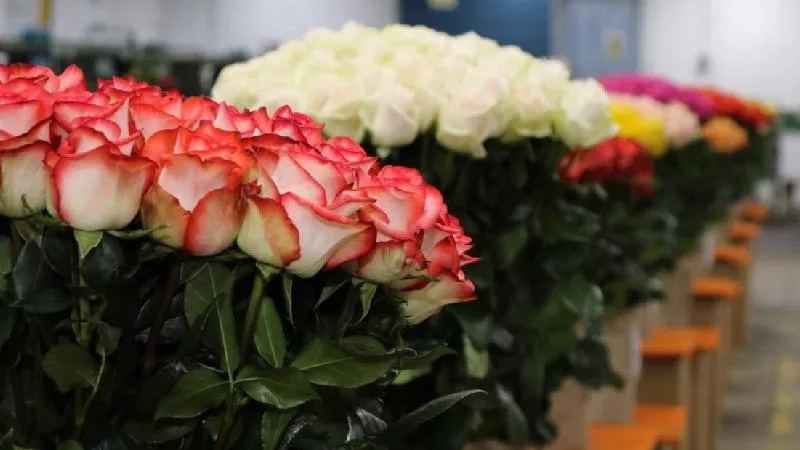 Para un floricultor, el costo promedio de una regalía es de más o menos $1 por planta.