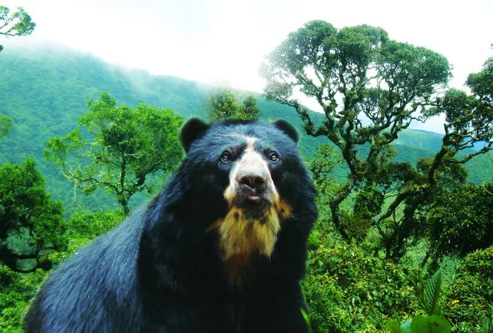 Páramos, Bosques de Neblina, Bosques de Selva o Zonas de Matorral, son algunas de las áreas que se pueden visitar en un recorrido dentro de la reserva.