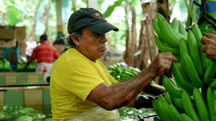 Entre enero y julio de 2022, el sector bananero exportó alrededor de 54 millones de cajas de 18 kilogramos al mercado ruso.