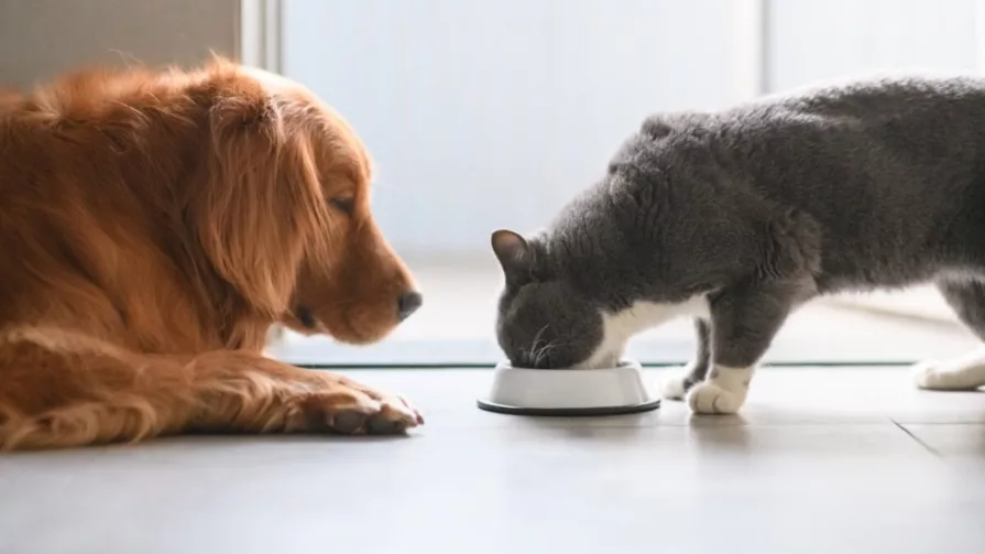 Una mascota implica una inversión de presupuesto porque necesita alimentación, veterinario, accesorios, corte de pelo, entre otros.