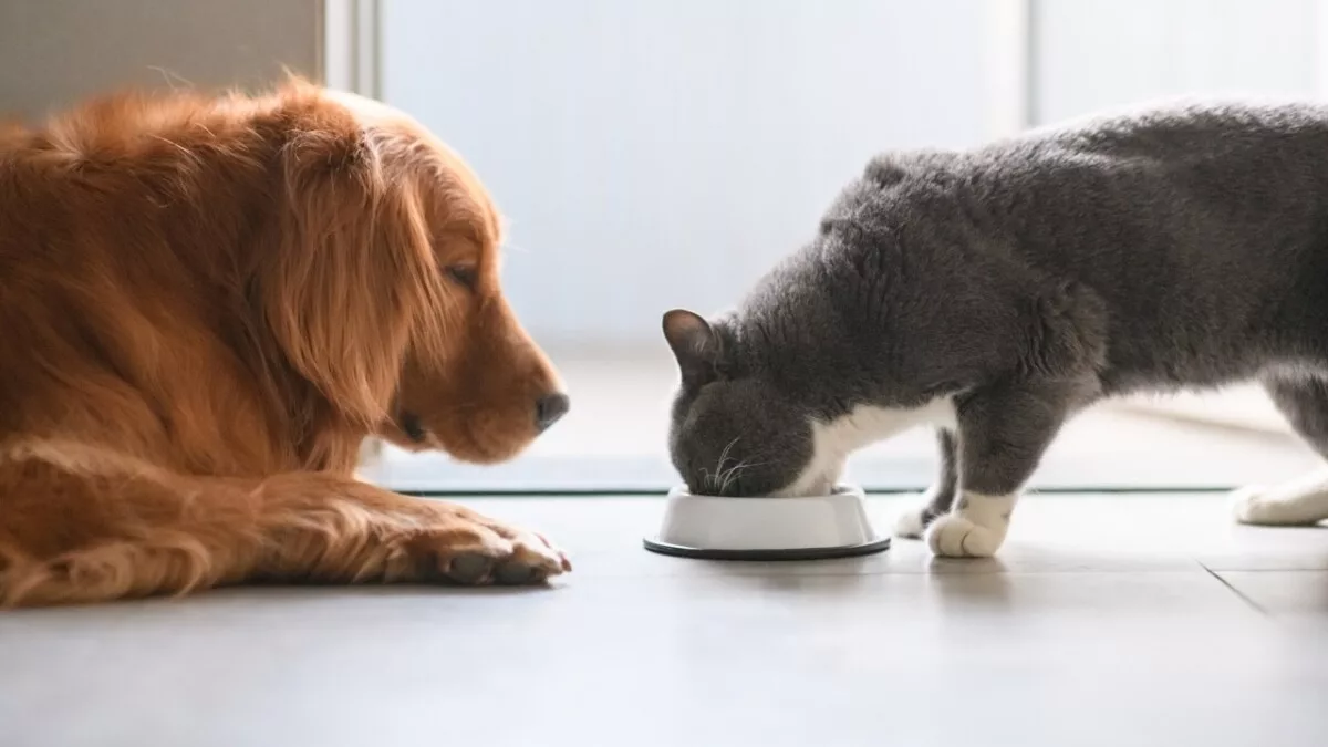 Una mascota implica una inversión de presupuesto porque necesita alimentación, veterinario, accesorios, corte de pelo, entre otros.