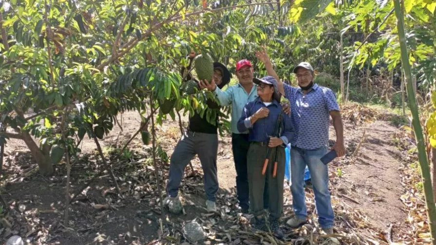 En estos primeros dos años, ya se han dado las primeras cosechas, por lo que el siguiente paso es buscar el mercado de la fruta, pero en otros países