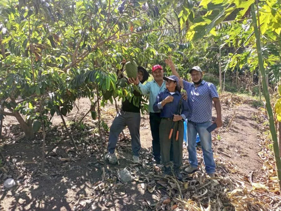 En estos primeros dos años, ya se han dado las primeras cosechas, por lo que el siguiente paso es buscar el mercado de la fruta, pero en otros países
