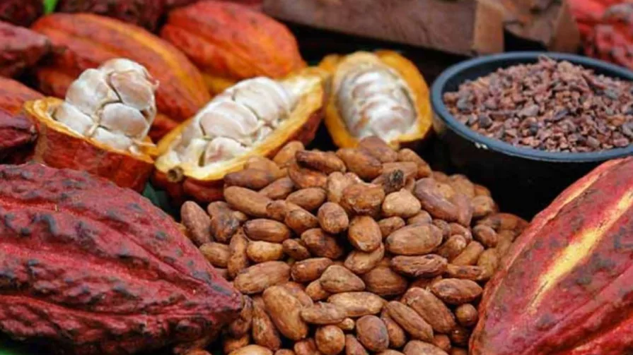 El cacao representa en quinto producto de exportación no tradicional con unos $800 millones de dólares anuales de ingresos.