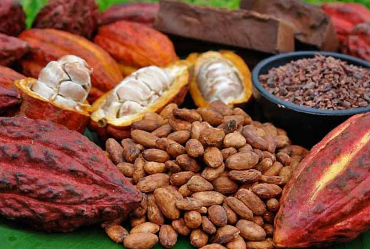 El cacao representa en quinto producto de exportación no tradicional con unos $800 millones de dólares anuales de ingresos.