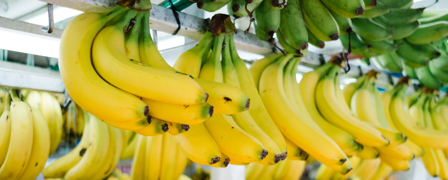 La decimonovena Convención Internacional del Banano, que se realizará desde el 25 de octubre de 2022 en Guayaquil