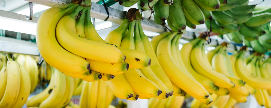 La decimonovena Convención Internacional del Banano, que se realizará desde el 25 de octubre de 2022 en Guayaquil