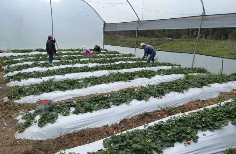 La inversión para la construcción de los invernaderos que incluye un sistema de riego por goteo, depende del tamaño del área y la materia prima que puede ser metálica y de madera.