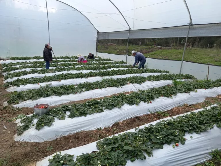La inversión para la construcción de los invernaderos que incluye un sistema de riego por goteo, depende del tamaño del área y la materia prima que puede ser metálica y de madera.