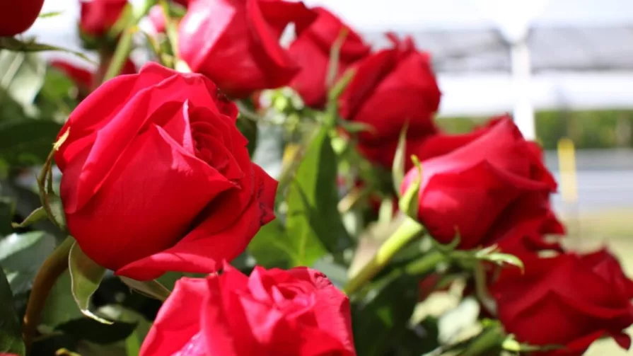 Las exportaciones de flores de Ecuador también crecen porque se ha recuperado la demanda en el mundo, que había caído por la pandemia.