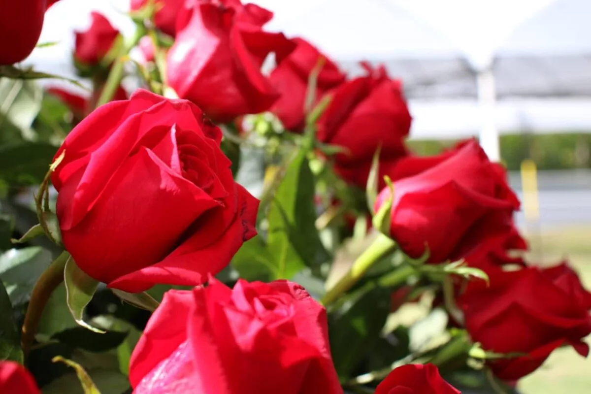 Las exportaciones de flores de Ecuador también crecen porque se ha recuperado la demanda en el mundo, que había caído por la pandemia.