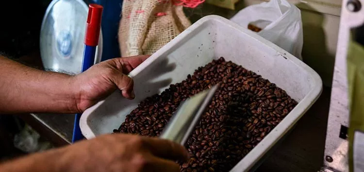 La próxima semana del 26 al 27 de octubre, en Loja, al Sur del Ecuador, se realizará la cata por parte de los jueces extranjeros.