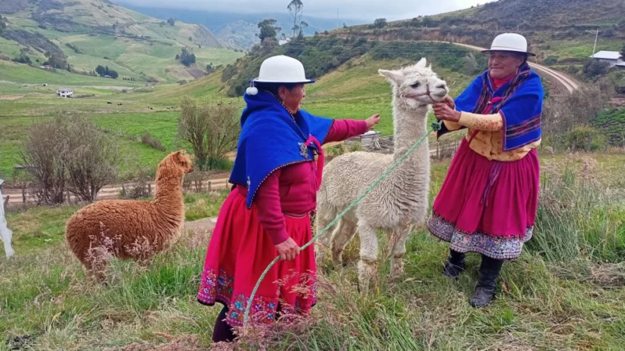 En Caguanapamba se trabaja, por ejemplo, en la construcción de corrales para separar a las alpacas por su género.