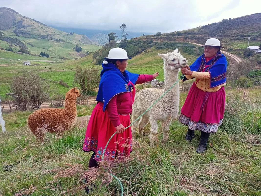 En Caguanapamba se trabaja, por ejemplo, en la construcción de corrales para separar a las alpacas por su género.