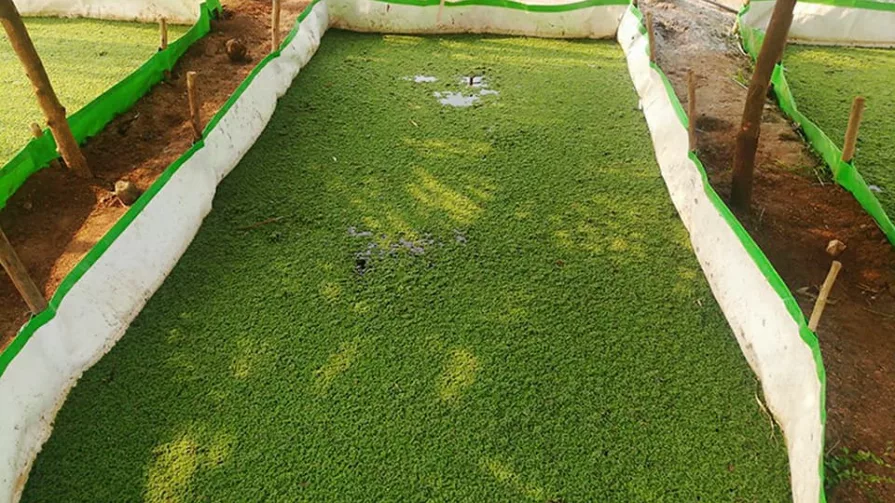 La construcción que se está realizando está diseñada para procesar 8 mil toneladas al año de harina de azolla.