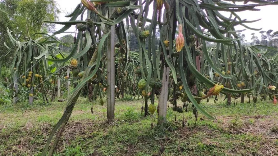 Hay 1.528 hectáreas de producción de pitahaya y 2.260 productores vinculados a la exportación de este producto.