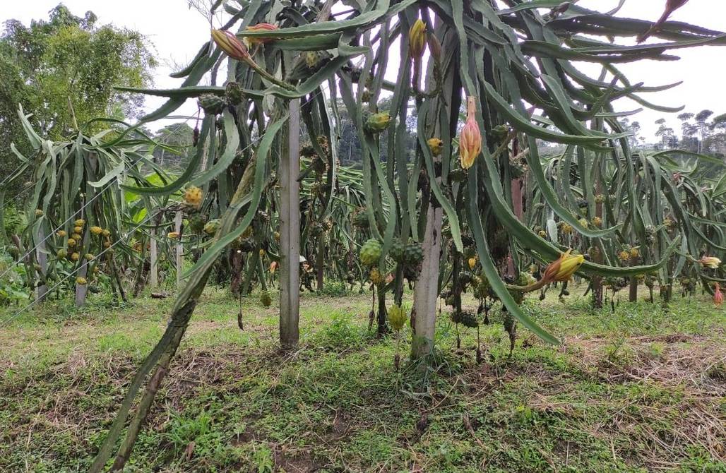 Hay 1.528 hectáreas de producción de pitahaya y 2.260 productores vinculados a la exportación de este producto.