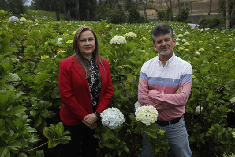 La producción mensual es de alrededor de 15.000 tallos en tres hectáreas de terreno y para inicios del próximo año se sumarán 5.000 nuevas plantas.