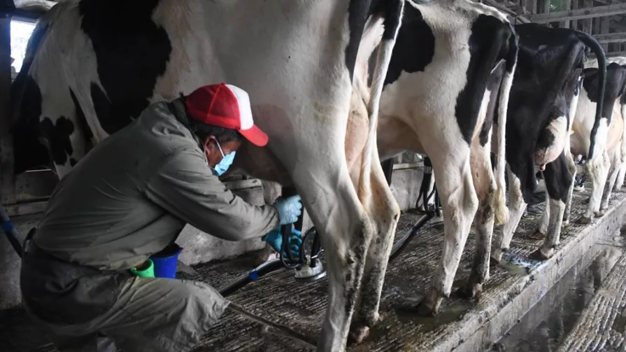 La Empresa de Economía Mixta LactAzuay genera por lo menos seis productos derivados de la leche que entregan los 182 productores azuayos.