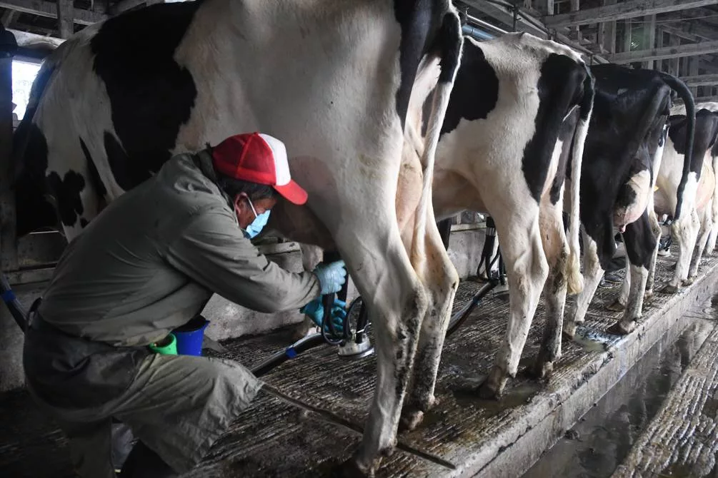 La Empresa de Economía Mixta LactAzuay genera por lo menos seis productos derivados de la leche que entregan los 182 productores azuayos.