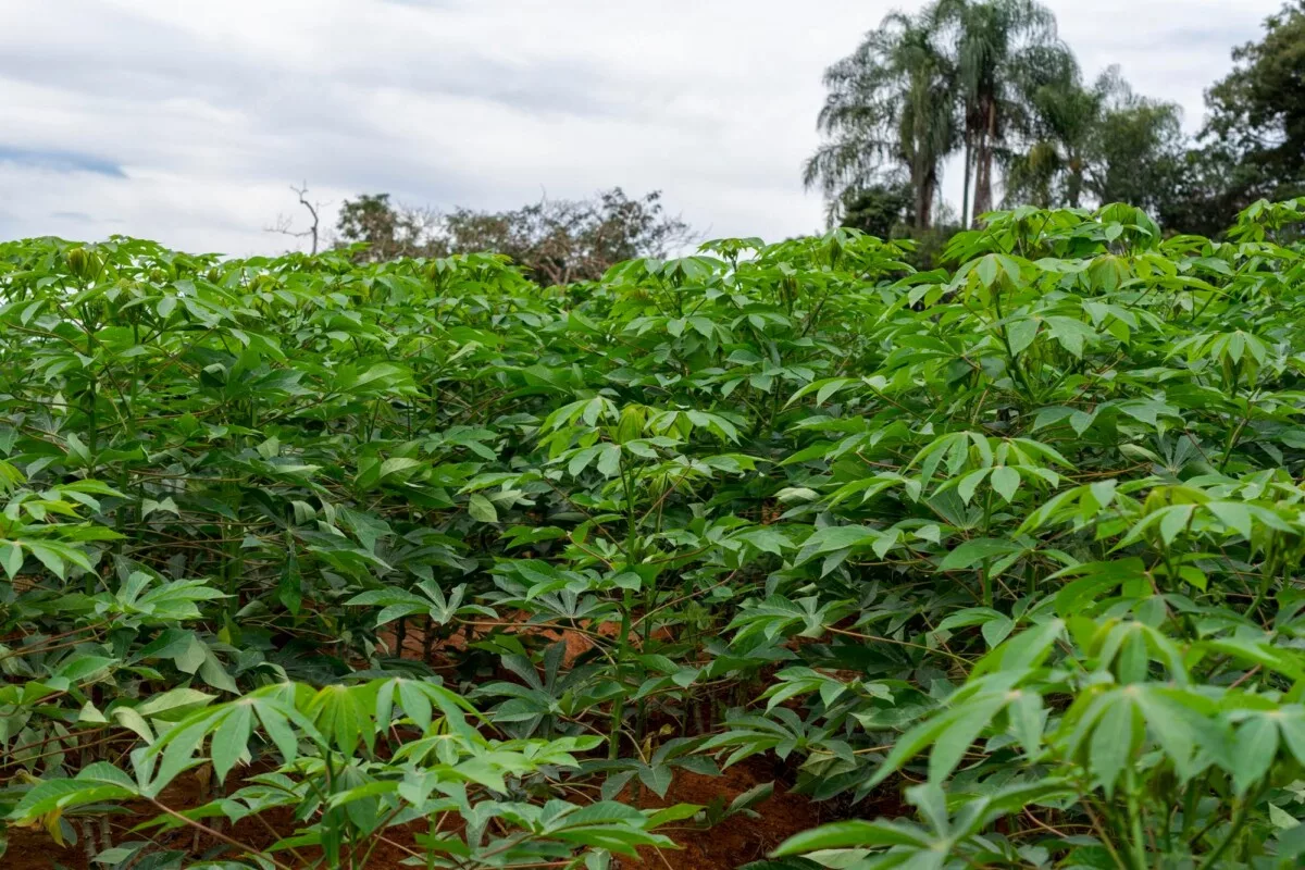 En esta zona, la mayoría de sus habitantes viven del cultivo, la cosecha y el procesamiento de este tubérculo.