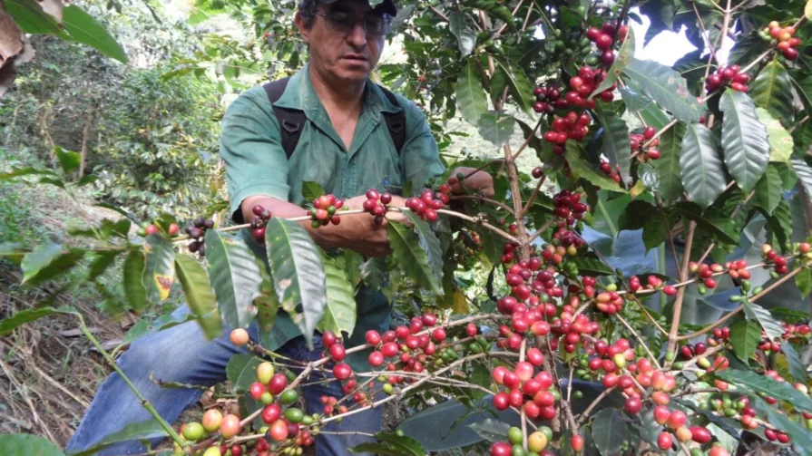 Según Bruselas, la UE es el tercer mayor socio comercial de Colombia, Perú y Ecuador, que principalmente exportan al continente europeo productos agrícolas.