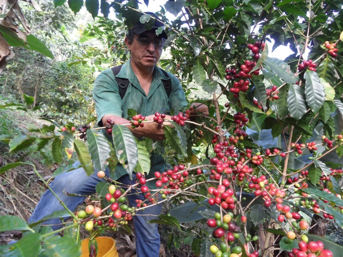 Según Bruselas, la UE es el tercer mayor socio comercial de Colombia, Perú y Ecuador, que principalmente exportan al continente europeo productos agrícolas.