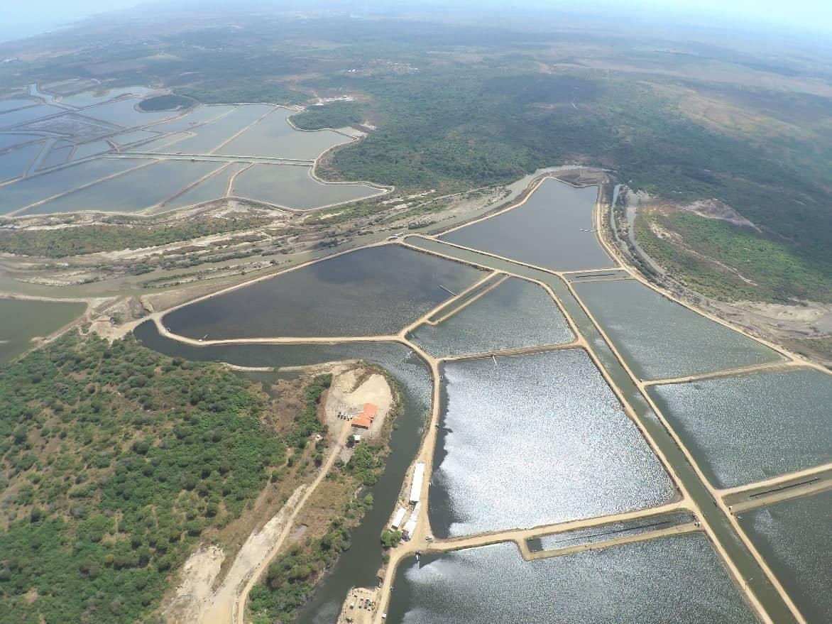 La eliminación del subsidio para grandes camaroneras rige a partir de las 00:00 del 2 de diciembre de 2022.