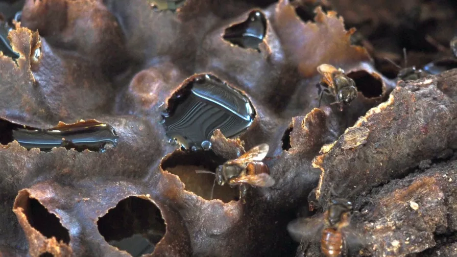 Este primer encuentro se promueve con el objetivo de fomentar la meliponicultura y la conservación de las abejas nativas y de los ecosistemas naturales asociados.