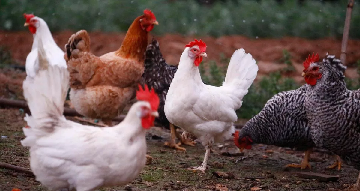 El foco de contagio se detectó el fin de semana en la provincia de Cotopaxi, donde se genera el 21% de la producción nacional de huevos.