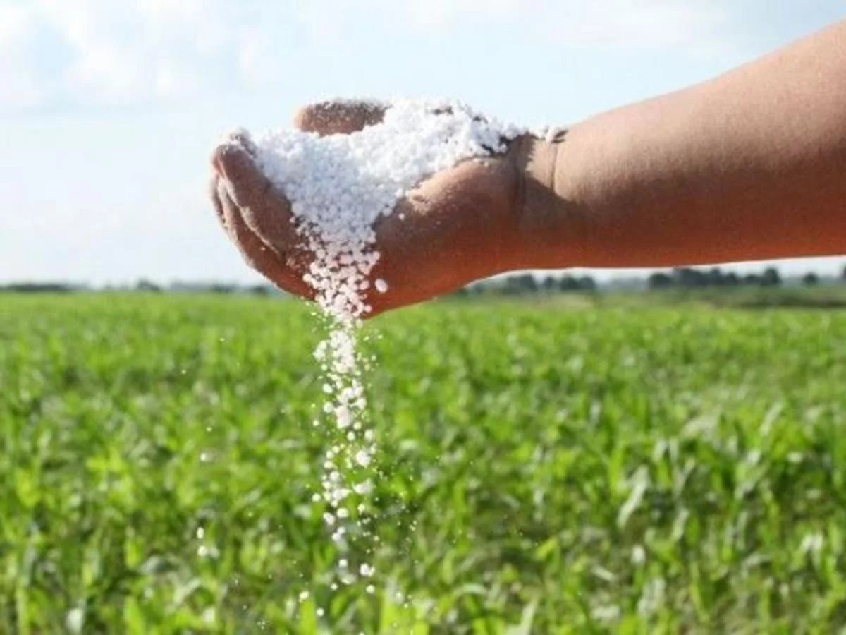 Así los agricultores cancelan la mitad, es decir si se lo comercializa actualmente entre los $50 y $55 dólares pagan $25 $27,50 dólares.