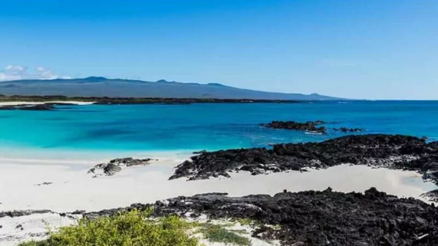 Los ambientalistas alegan que la playa Punta Carola es una zona rica en biodiversidad y con especies endémicas que podrían estar en riesgo.