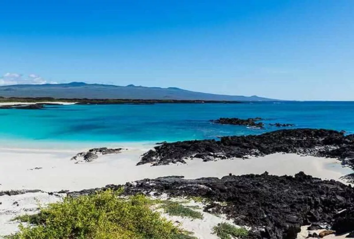 Los ambientalistas alegan que la playa Punta Carola es una zona rica en biodiversidad y con especies endémicas que podrían estar en riesgo.