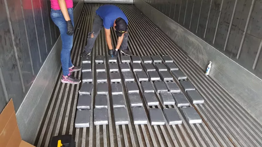 La cocaína que sale de Ecuador también es introducida en cargamentos de banano y piña, cuyo destino es Bélgica, Holanda y Lituania.