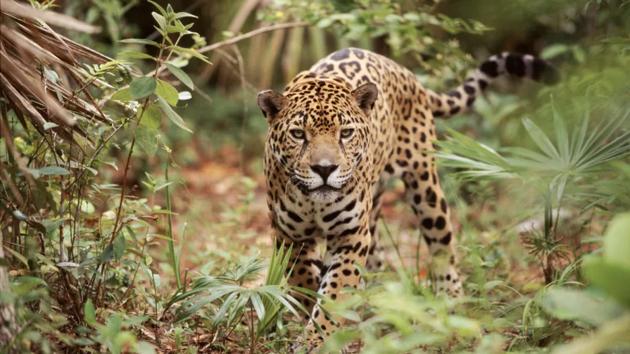 Ecuador alberga menos de 250 individuos, debido a la pérdida y fragmentación de su hábitat, la cacería ilegal y el tráfico de fauna silvestre.