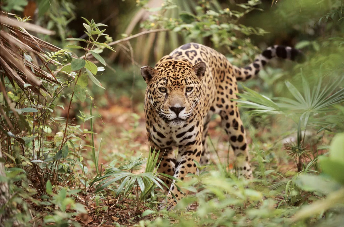 Ecuador alberga menos de 250 individuos, debido a la pérdida y fragmentación de su hábitat, la cacería ilegal y el tráfico de fauna silvestre.