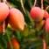 En este contexto, el GAD Municipal entregó 1.300 plantas frutales, lo que representa una inversión de 3.600 dólares. Estas plantas serán cultivadas en la zona sur del Ecuador.